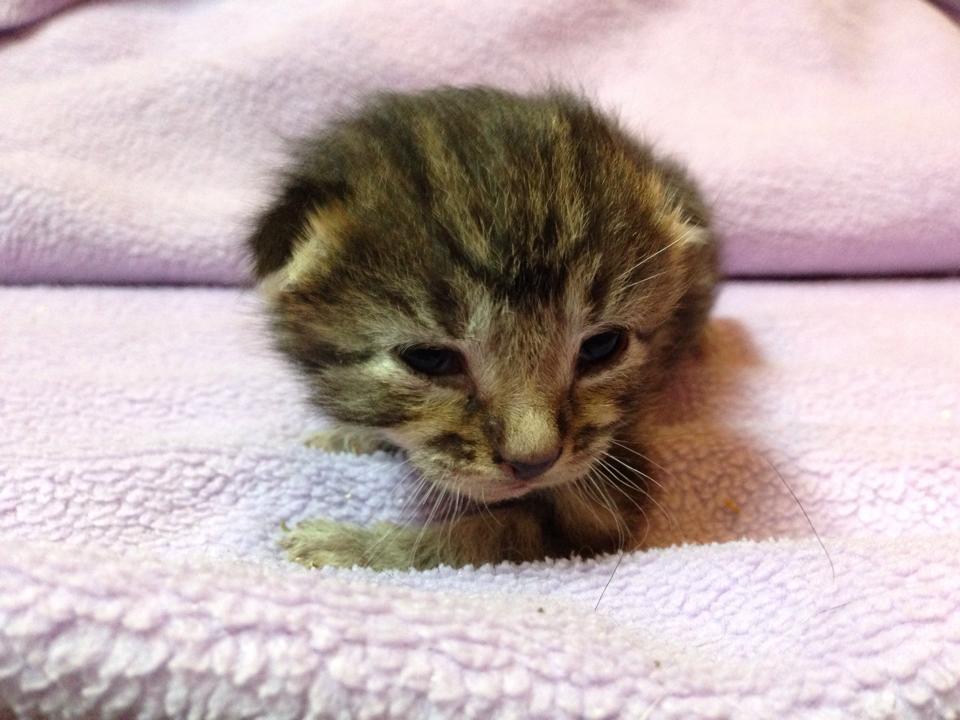 kittens-open-eyes