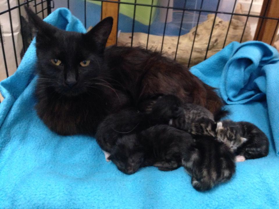 mother-cat-and-kittens