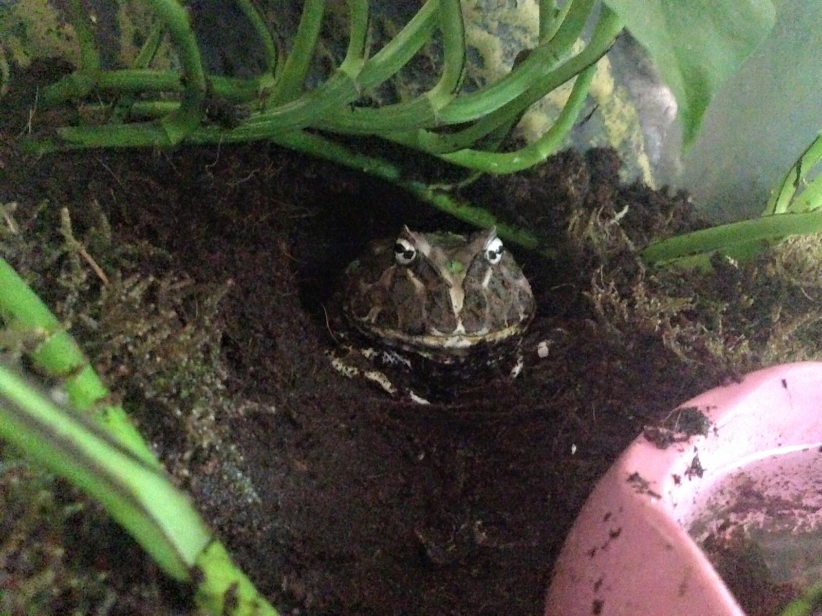 pacmanfrog-burrow