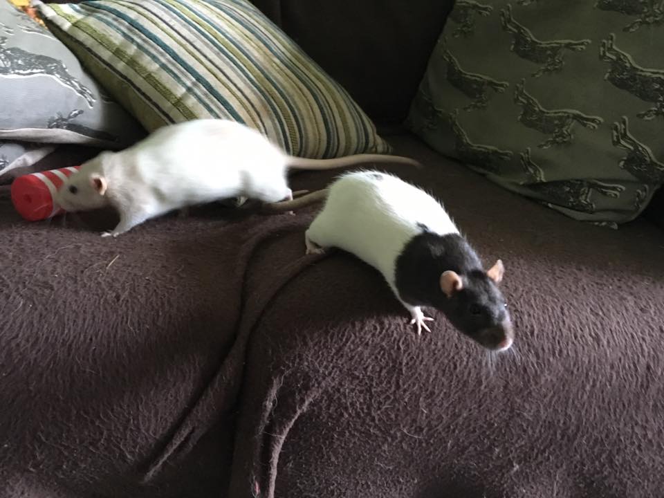 rats-playing