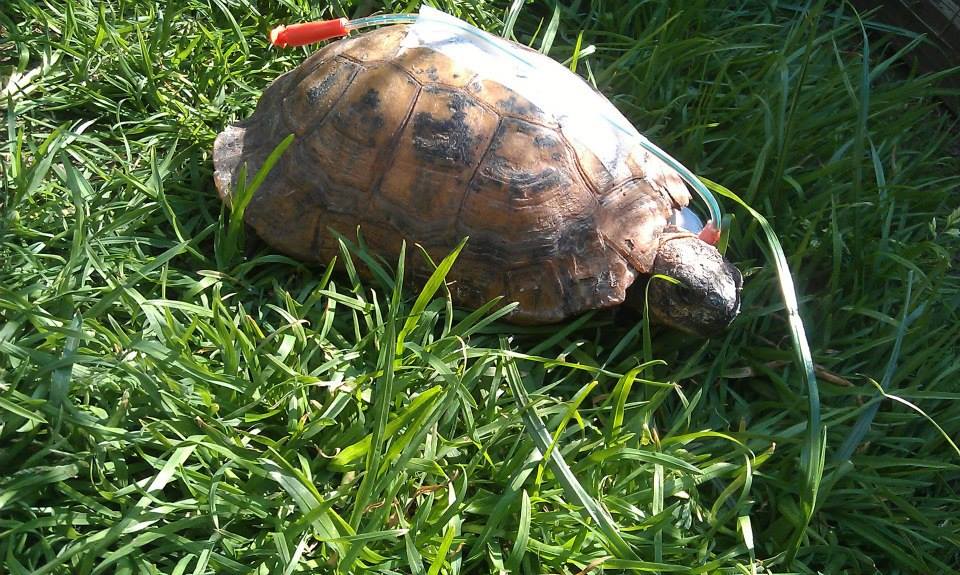 tortoise-feeding-tube