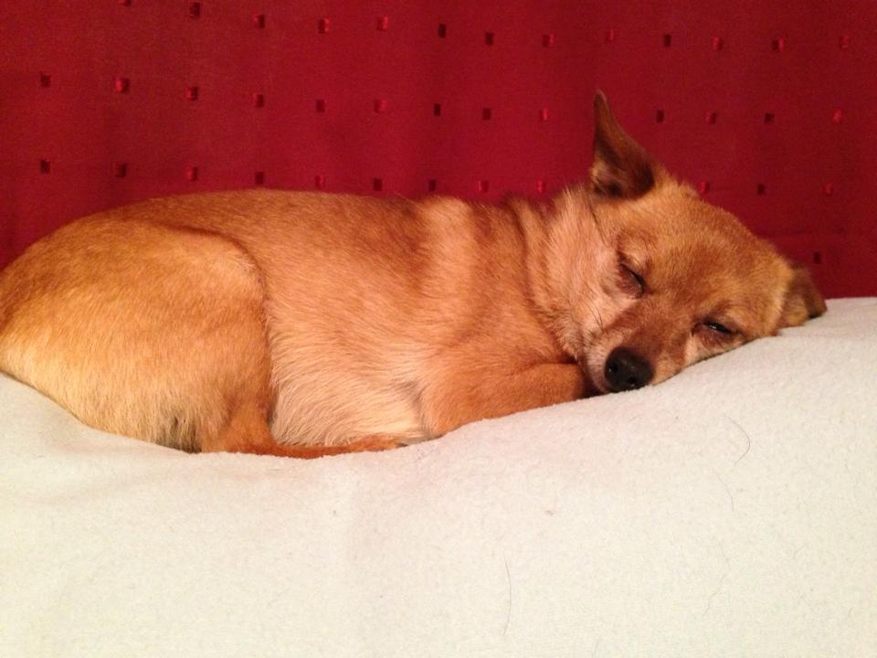 dont-wake-a-sleeping-dog