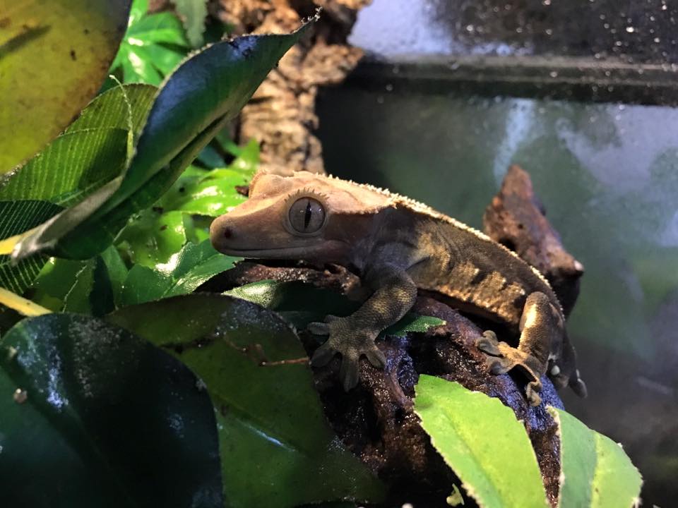 crested-gecko-cage