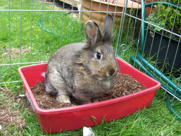 dangers-in-the-garden-for-rabbits