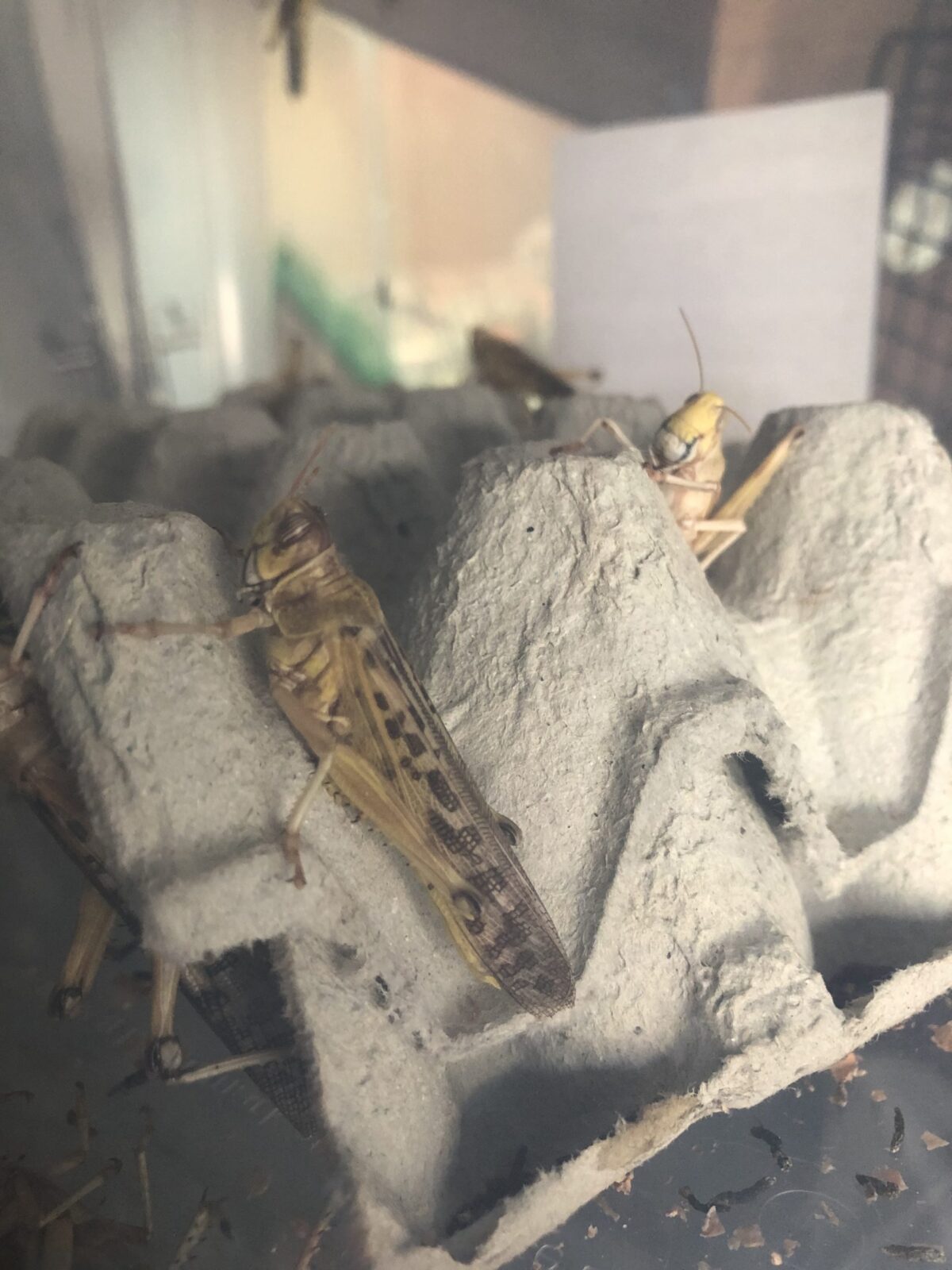 Locust Care Sheet The House of Animals