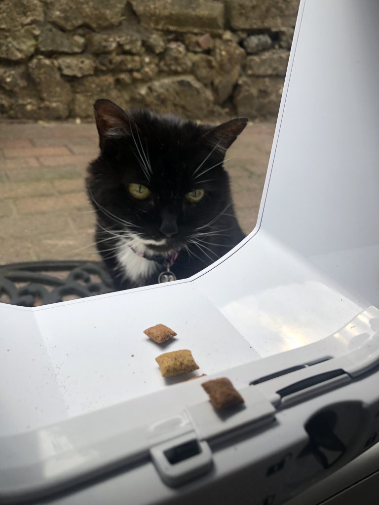 How To Use A Cat-Flap