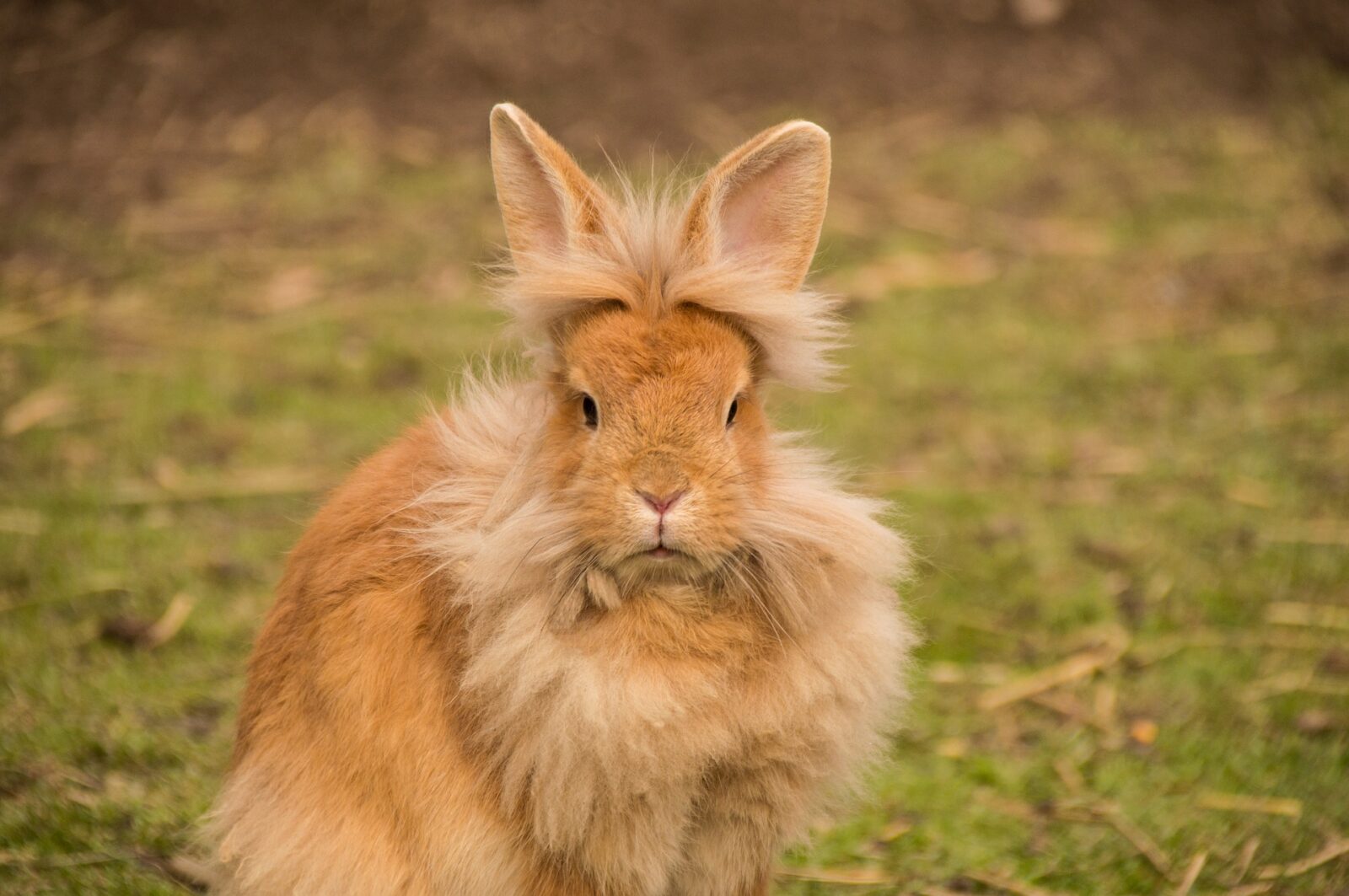 How do I prevent my rabbit from getting flystrike? The House of Animals