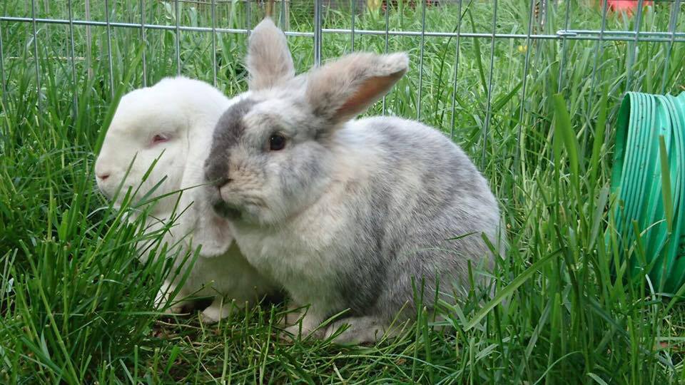 10-things-you-need-to-know-before-owning-rabbits