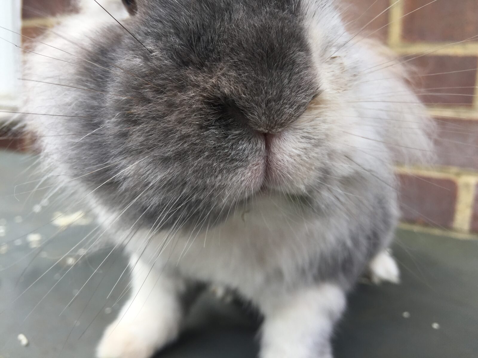 How To Give Your Rabbit a Health Check
Image shows a rabbits nose that is clean and healthy looking 