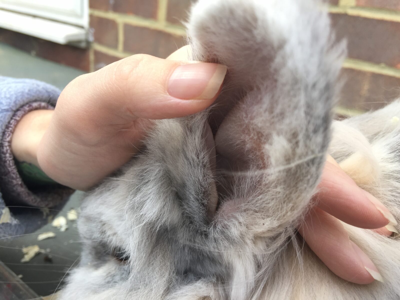 Image shows a close up down a rabbit's ear. The ear is clean with no wax or scabs. 