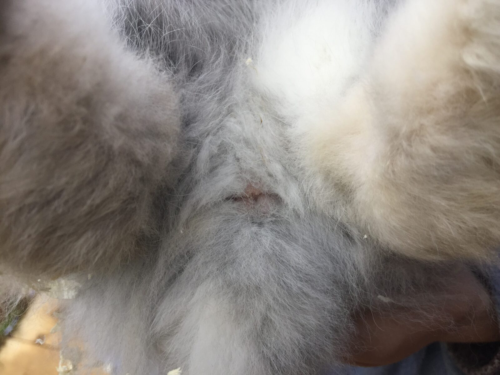Image shows the back end of a rabbit. It is clean, clear and dry. 