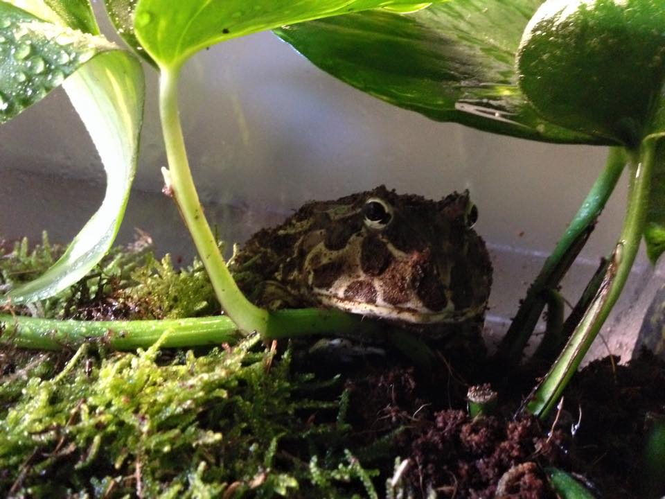 meet-gremlin-the-pacman-frog