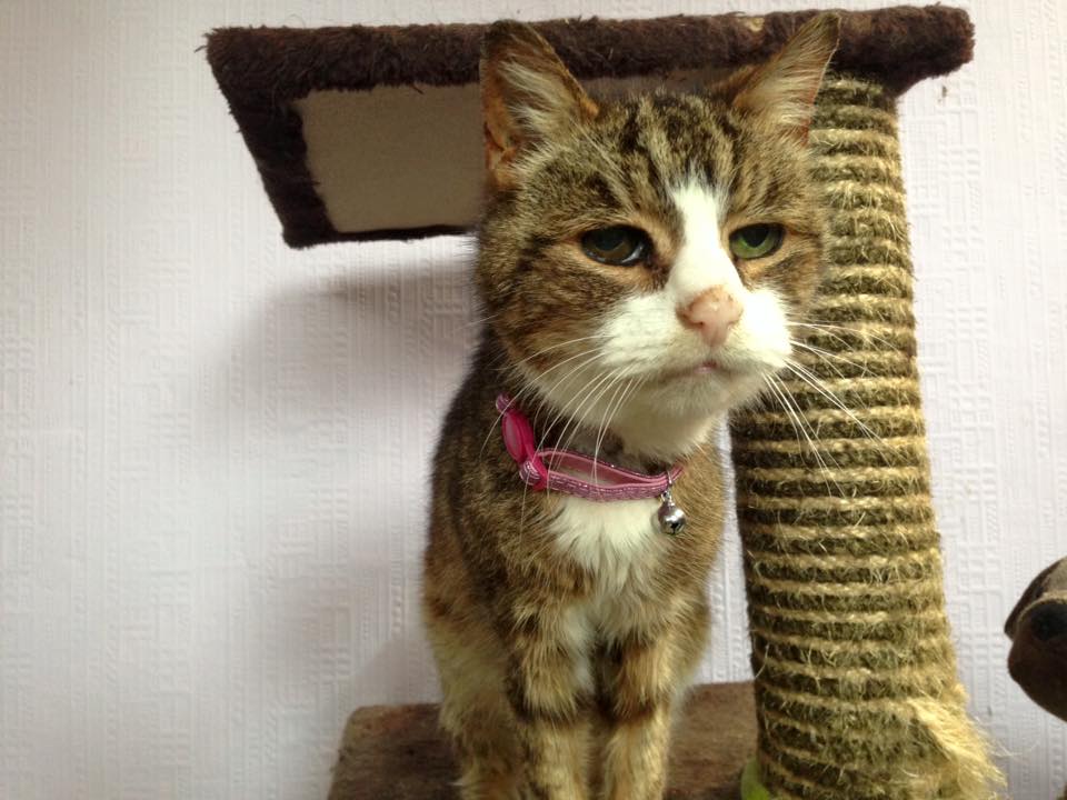 Image shows an elderly tabby cat with a pink collar, standing on a cat tree.