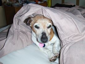 Image shows a Jack Russell Terrier under a duvet.