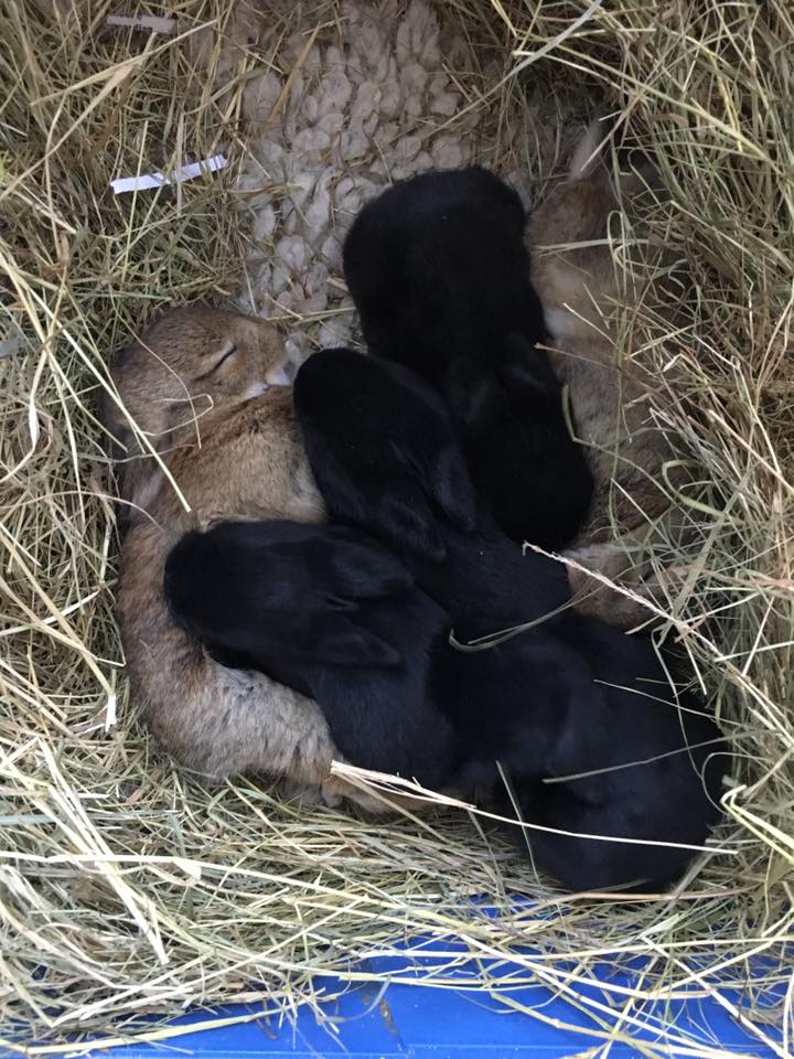 volunteering for a rescue 
Image shows a litter of baby rabbits asleep in a nest.