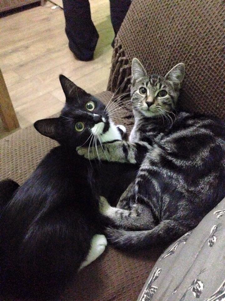 cats-cuddling