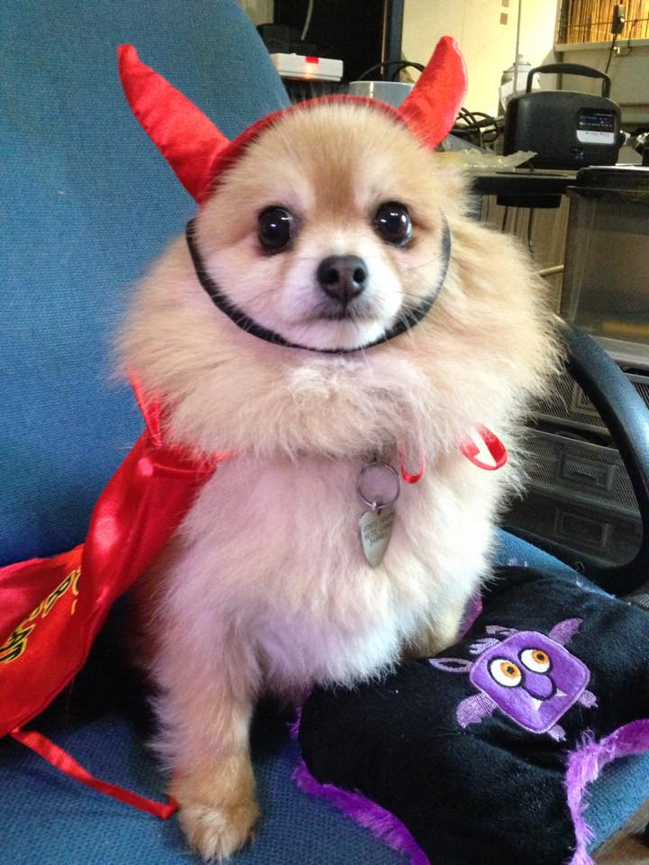 halloween-dog-costume