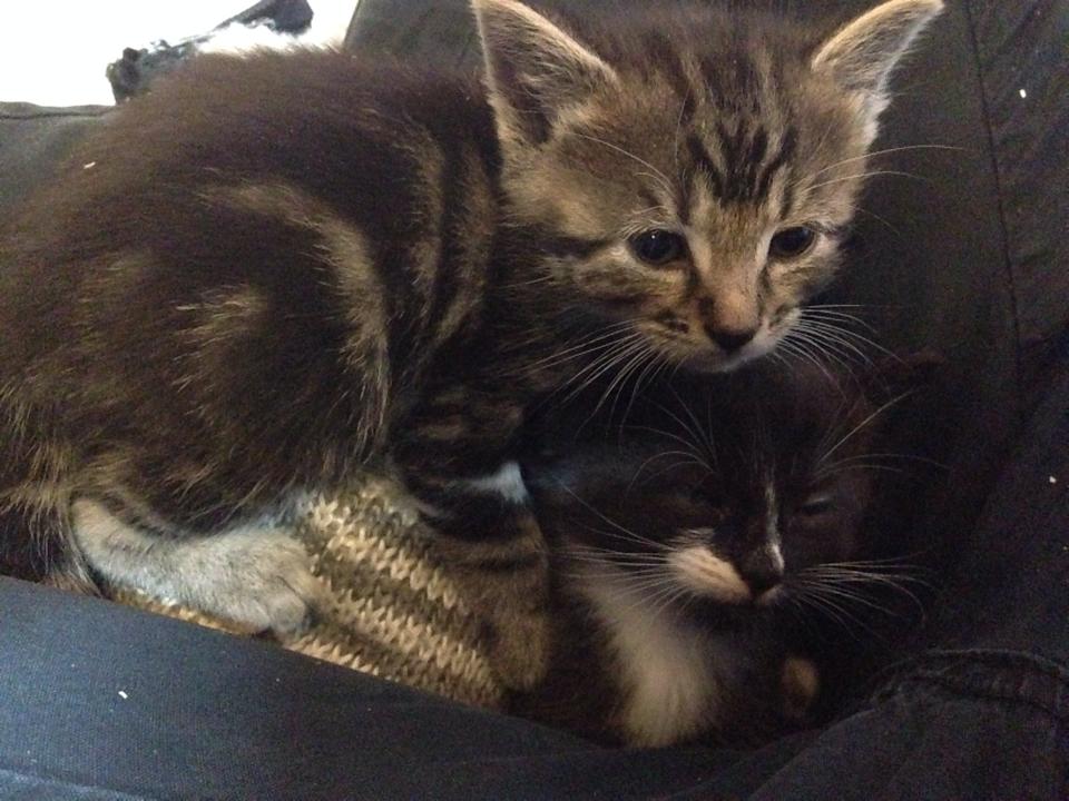 kitten-cuddles