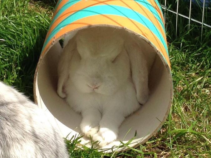 Rabbit Care: 10 Things You Need To Know Before Owning A Rabbit