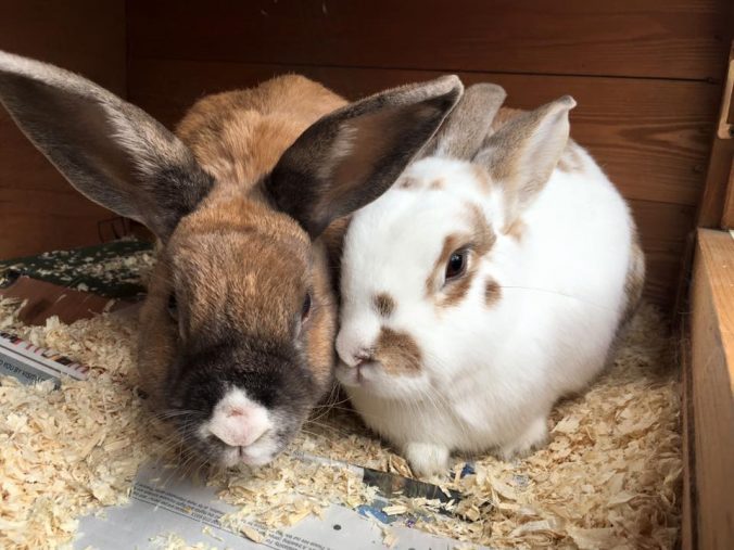 Should You Keep Rabbits And Guinea Pigs Together?