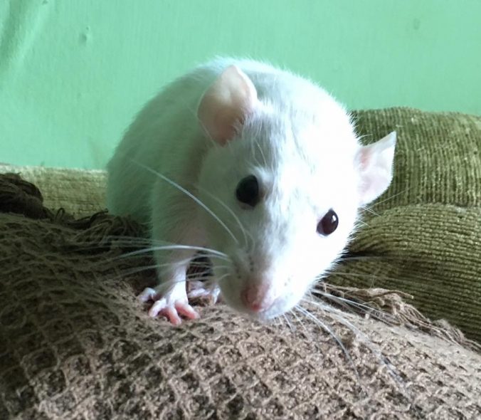 10 Things You Need To Know Before Owning Rats