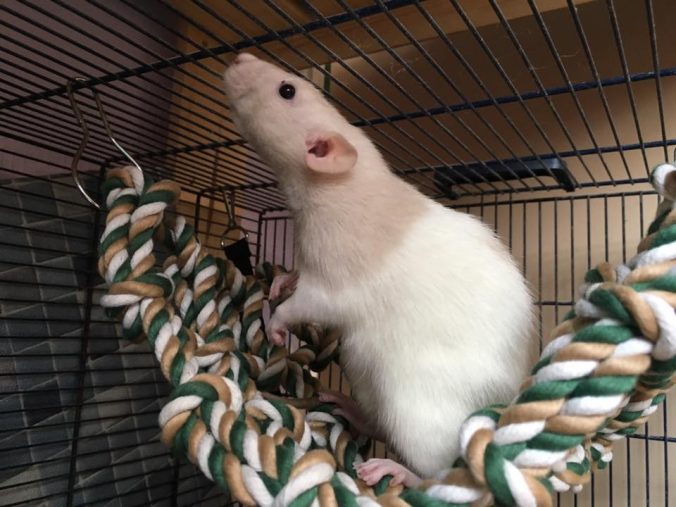 10 Things You Need To Know Before Owning Rats