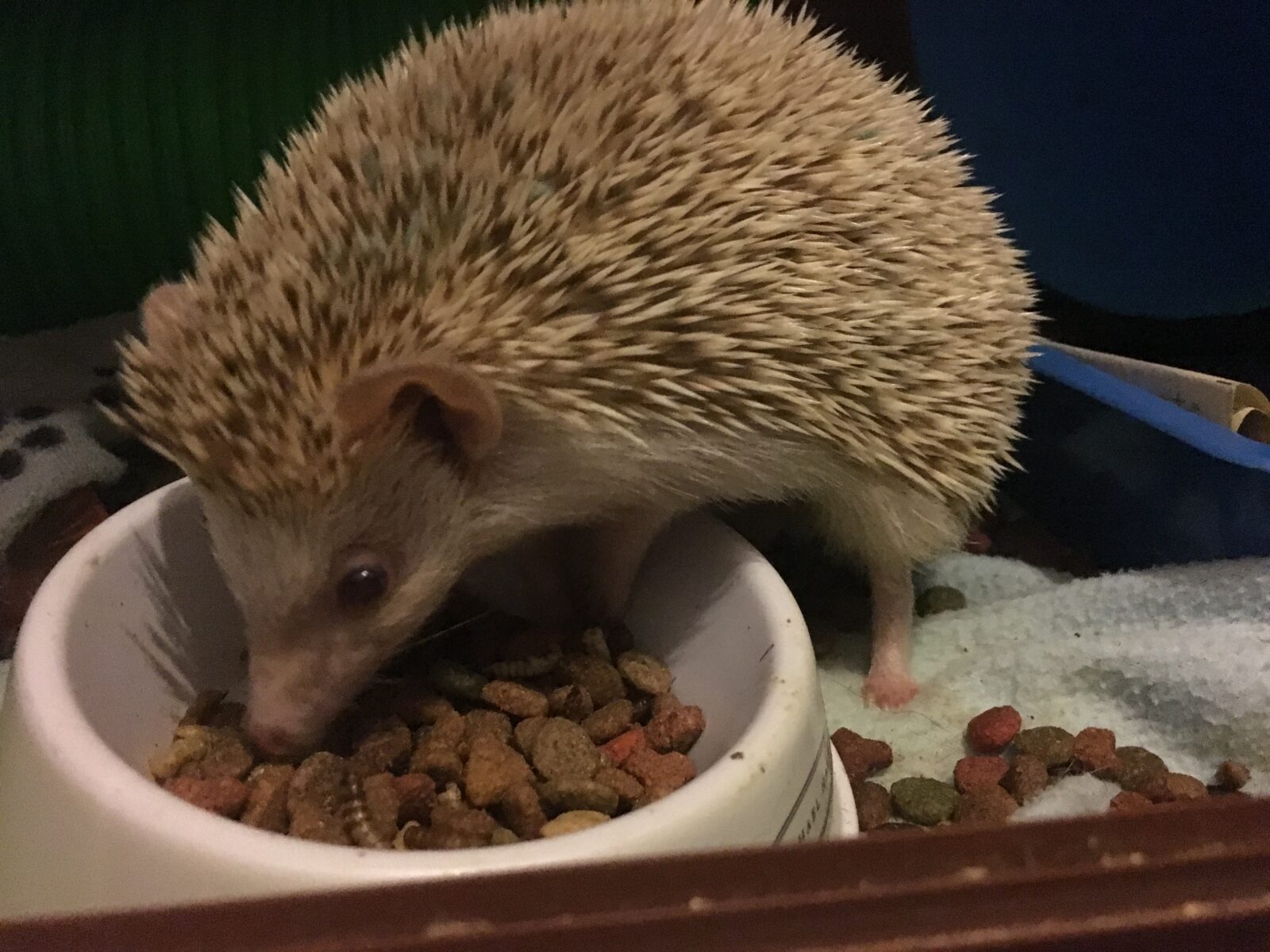 african-pygmy-hedgehog-diet