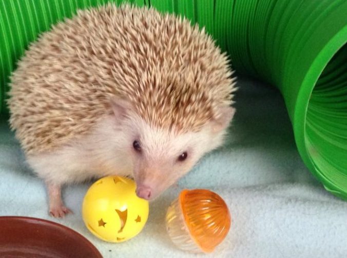 Do African Pygmy Hedgehogs Make Good Pets?