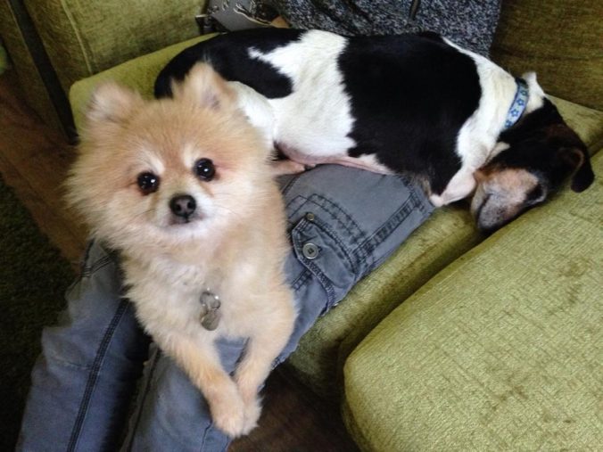 10 Things Humans Do That Annoy Dogs