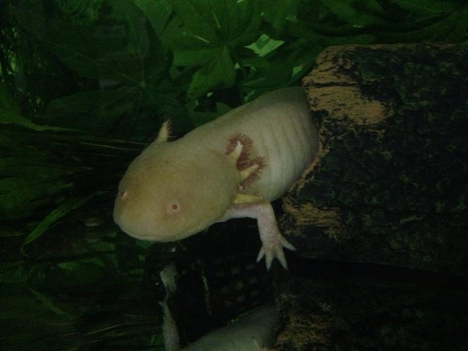 axolotl