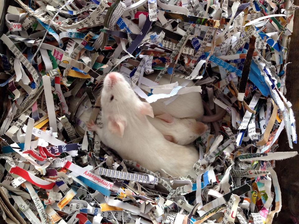 mice-shredded-paper