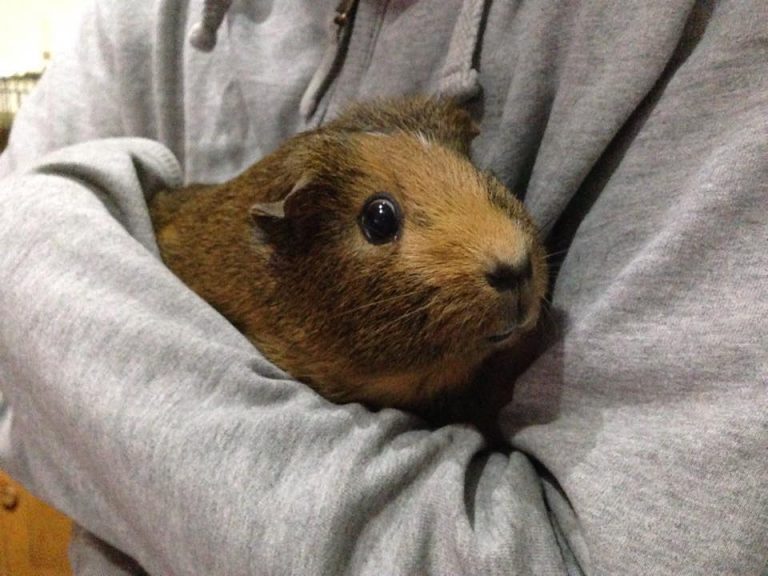 How To Keep Guinea Pigs Warm In Winter or in Cold Weather