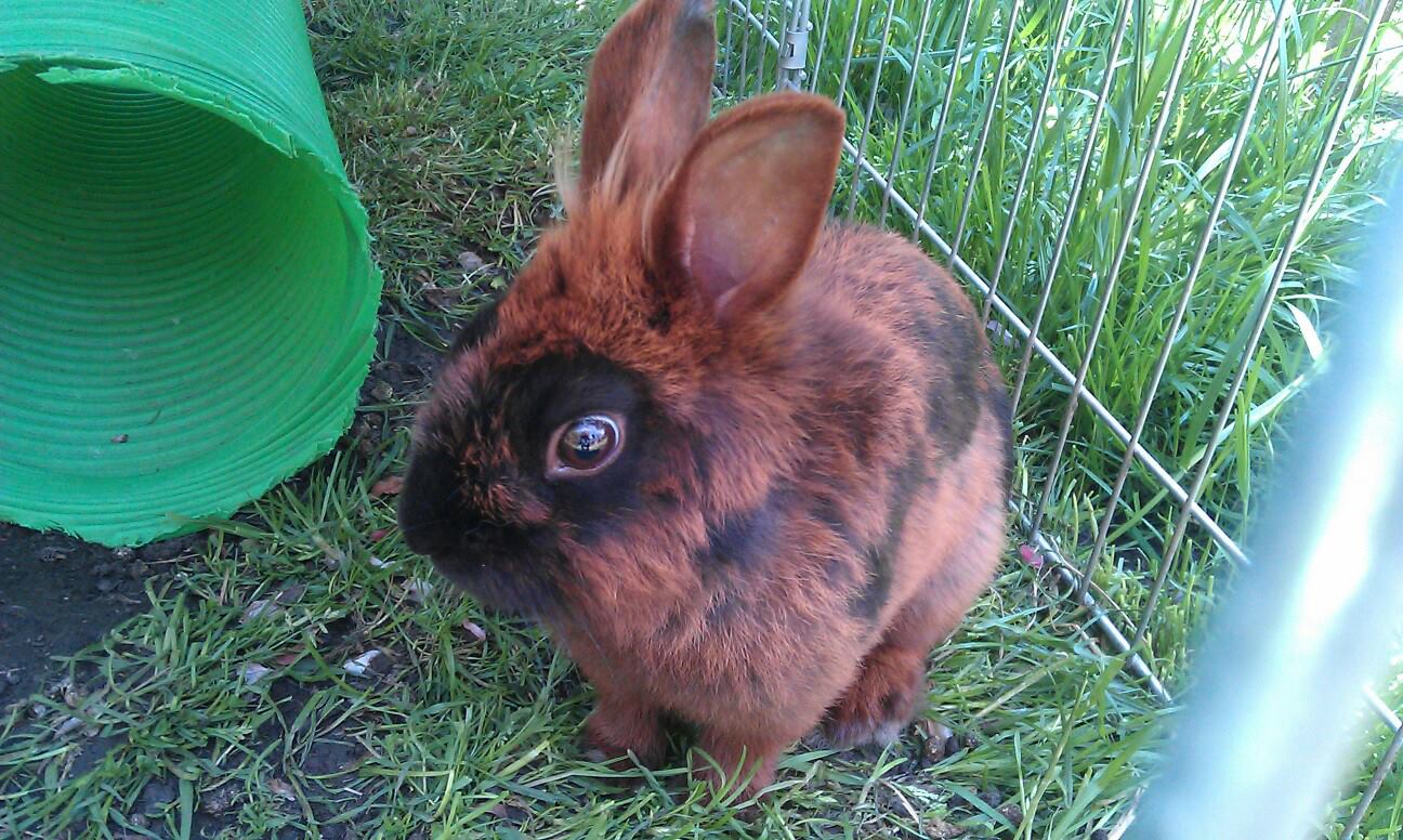 Why Don't Rabbits Like To Be Picked Up?