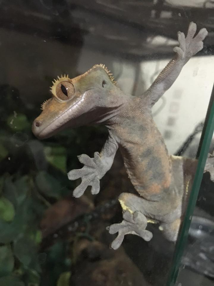 crested-gecko-sticks-to-glass