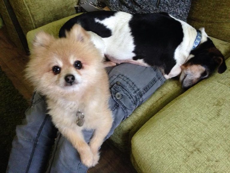 Your New Rescue Dog Home