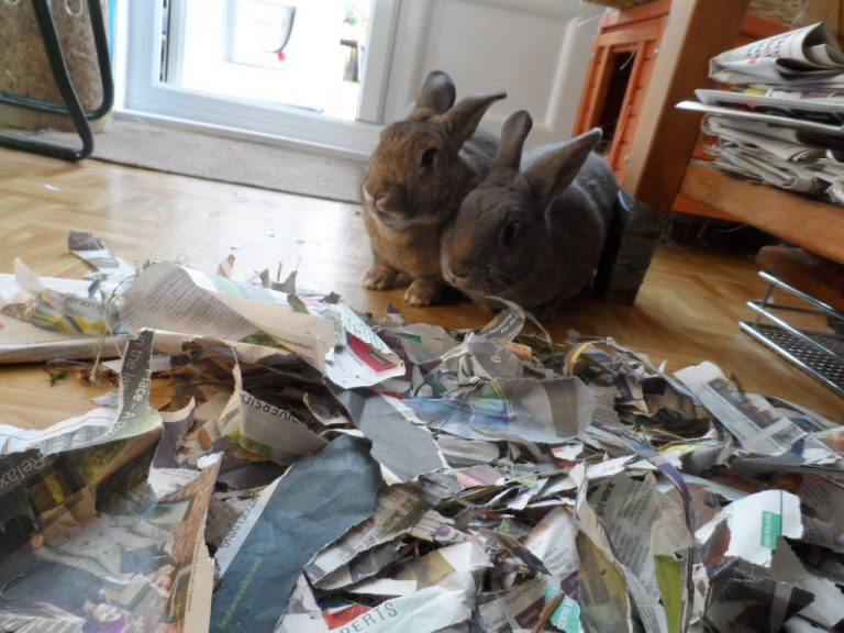 Why You Shouldn't Buy A Rabbit At Easter