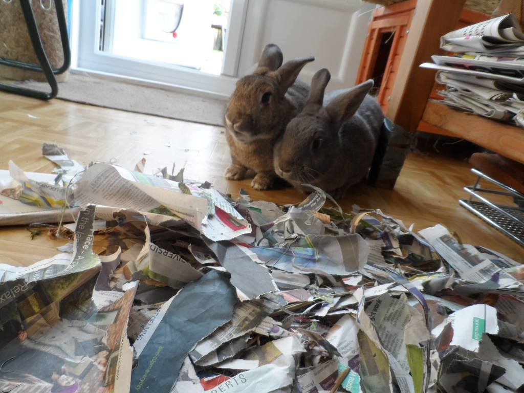 rabbits-are-messy