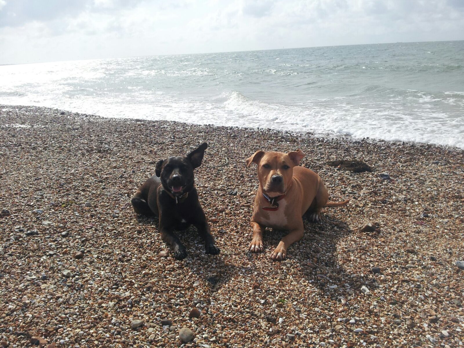 staffie-walk