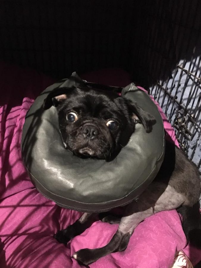 How To Cope With Crate Rest