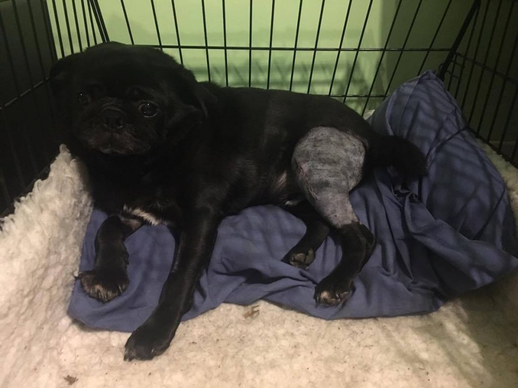 How To Cope With Crate Rest