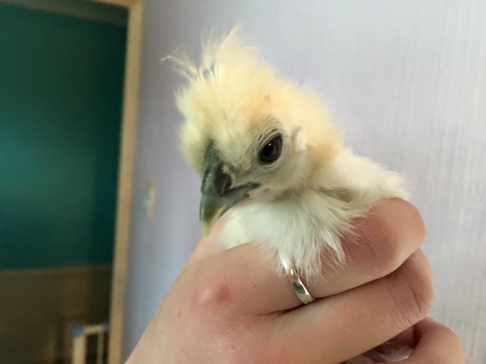hatching-chicks-at-school