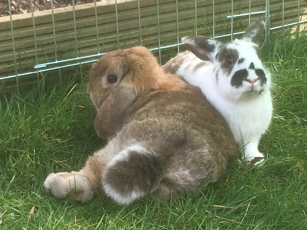 rabbits-need-company