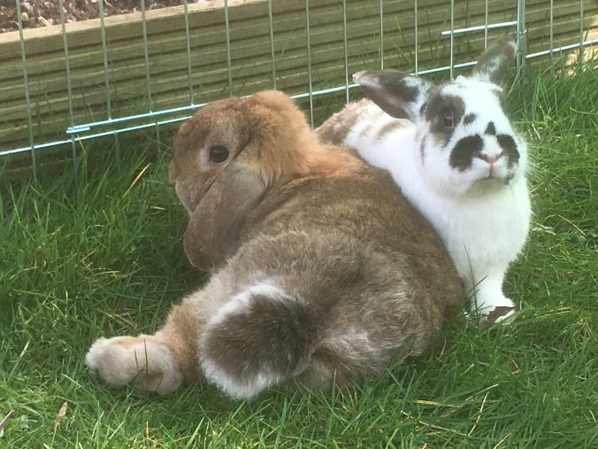 Should I Neuter My Rabbit?