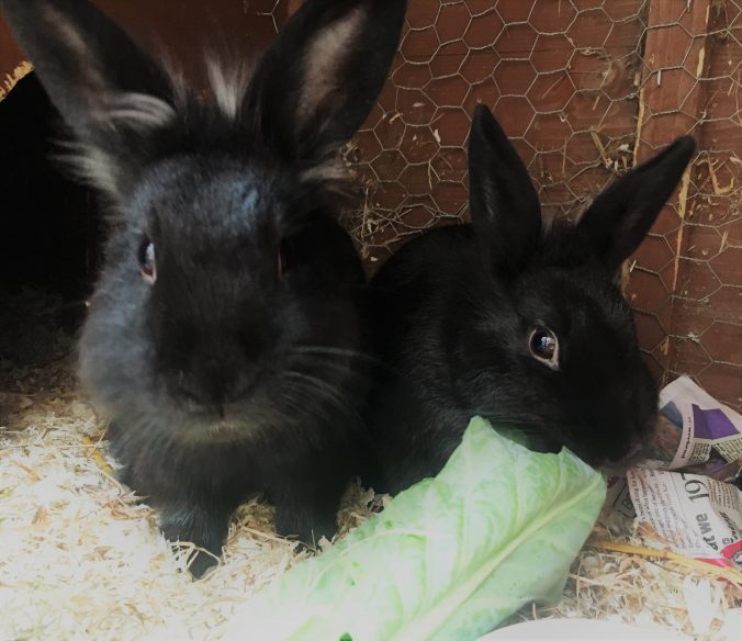 Should I Neuter My Rabbit?