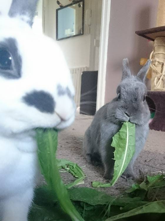 what-can-I-feed-my-rabbits