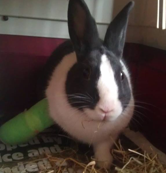 injured-rabbit