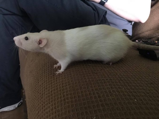 A List Of Safe And Dangerous Food For Rats