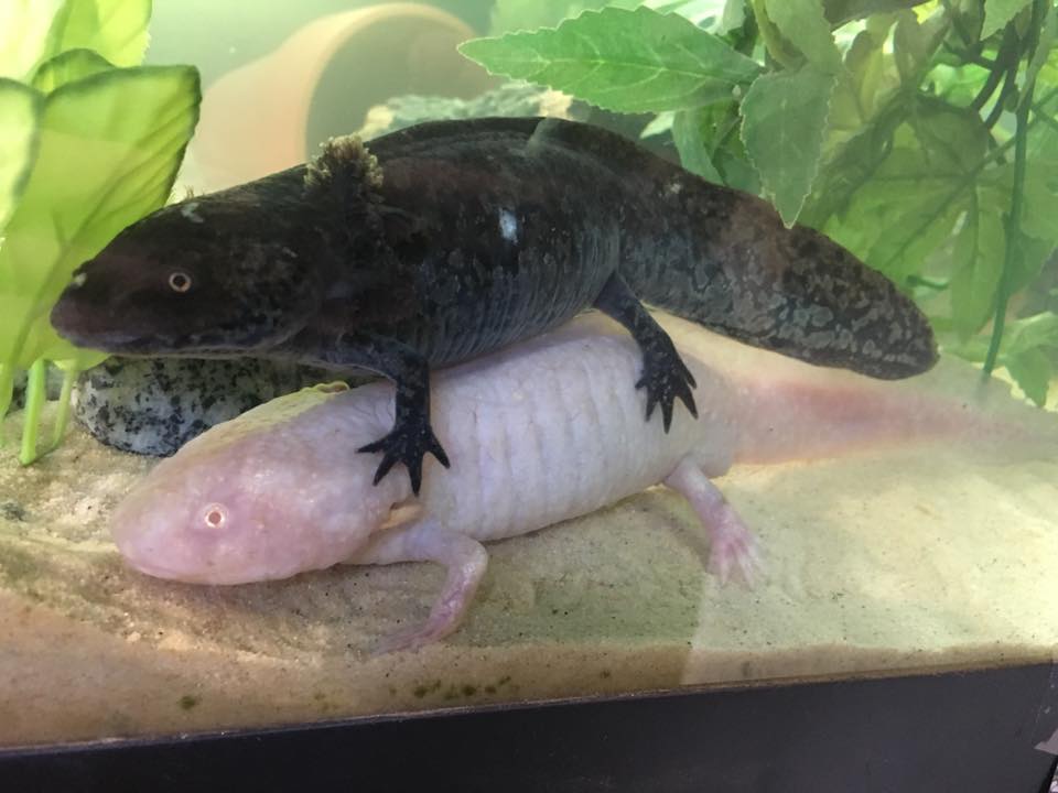 How To Set Up An Axolotl Tank