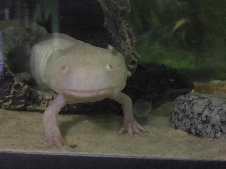 How To Set Up An Axolotl Tank