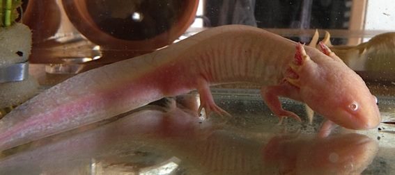 axolotl-substrate